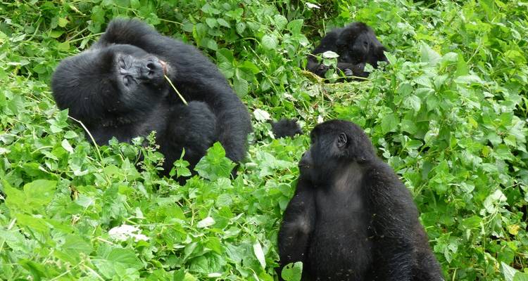20 días de Gran Safari por África Oriental - Primate World Safaris (U) Ltd 9