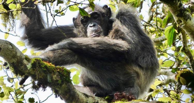 20 días de Gran Safari por África Oriental - Primate World Safaris (U) Ltd 10