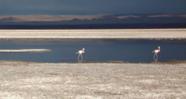 Circuit Côte Nord, Parc national de Lauca et Atacama en voiture de location - avenTOURa 8