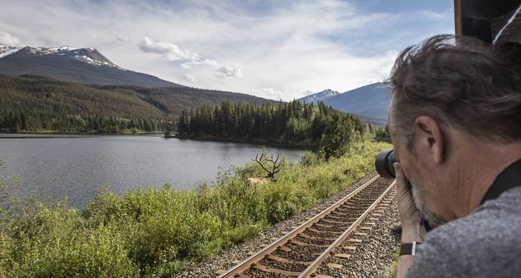 Un fotógrafo se asoma desde un carruaje para capturar un alce junto a las vías del tren al lado de un lago.