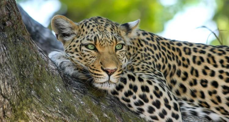 Safari en Kenia - grupo pequeño - Global Conquest 2