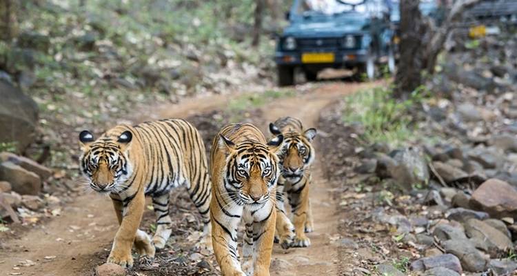 Trois tigres marchant sur un sentier avec un véhicule de safari.