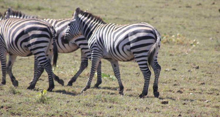 5 días - Aldea de Mukuru - PN Tarangire - Lago Eyasi y Cráter del Ngorongoro - Wonders of Creation Tours and Safaris 1