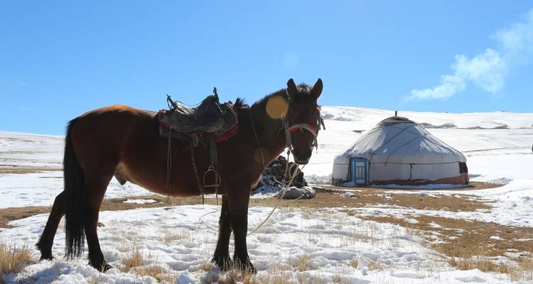 Un cheval attaché près d'une yourte mongole traditionnelle dans un paysage enneigé.