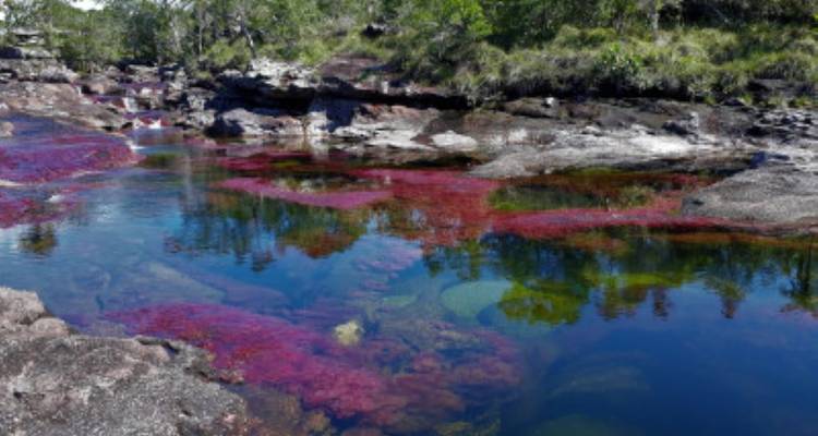 Eine Ansicht von hell gefärbtem Wasser mit roten und grünen Algen.