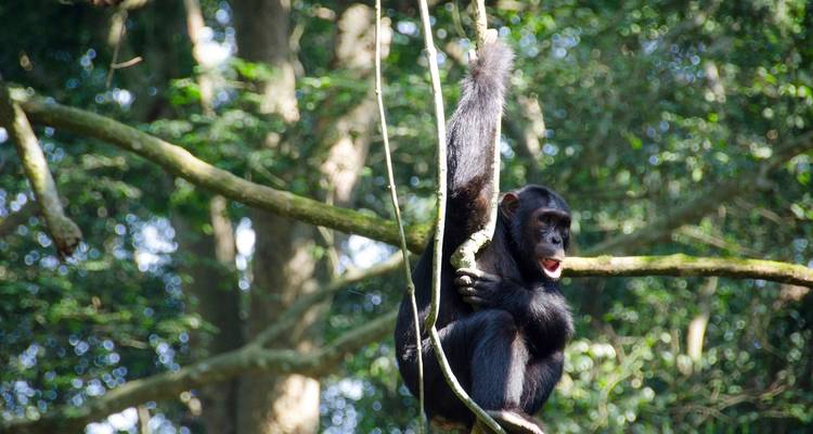 Chimpansee hangend aan een tak in een dicht bos.