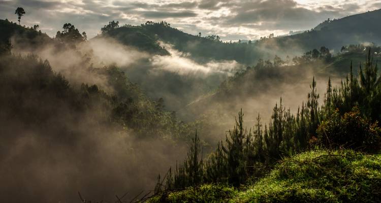 Mistige vallei met weelderig groen en dichte mist.