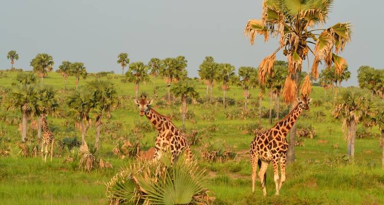 Giraffes and palm trees in a savannah landscape.