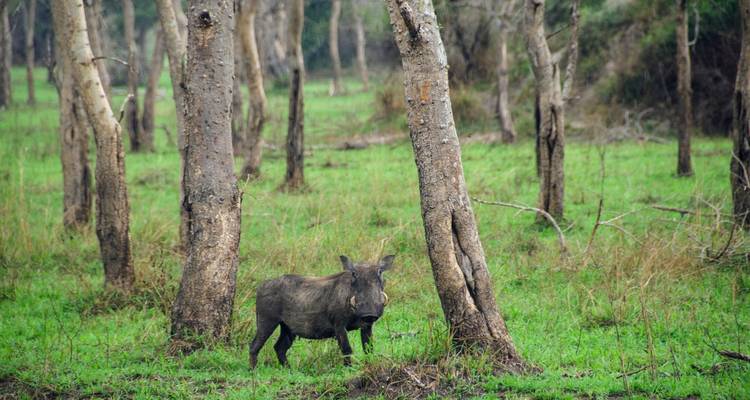 Warthog standing among trees in a natural setting.