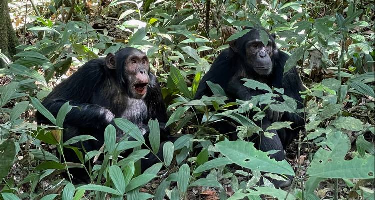 Two chimpanzees in a forest, sitting among leaves.