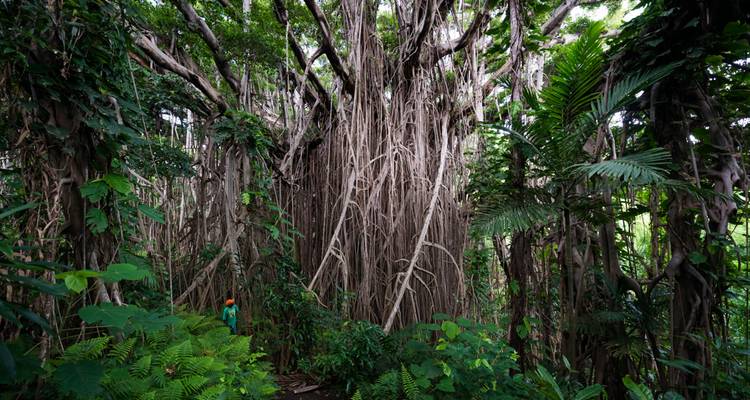 Vanuatu & Fiji Adventure - Intrepid Travel 8