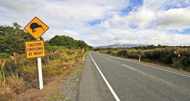 Empty road with a caution sign about kiwis.