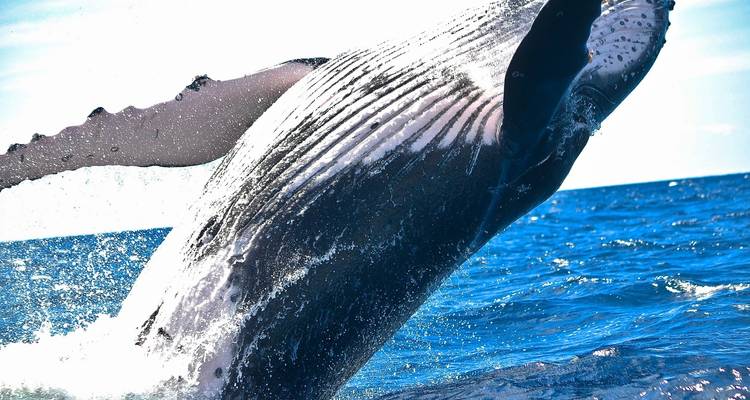 In-depth Patagonia & Chilean Fjords Expedition - Hurtigruten 3