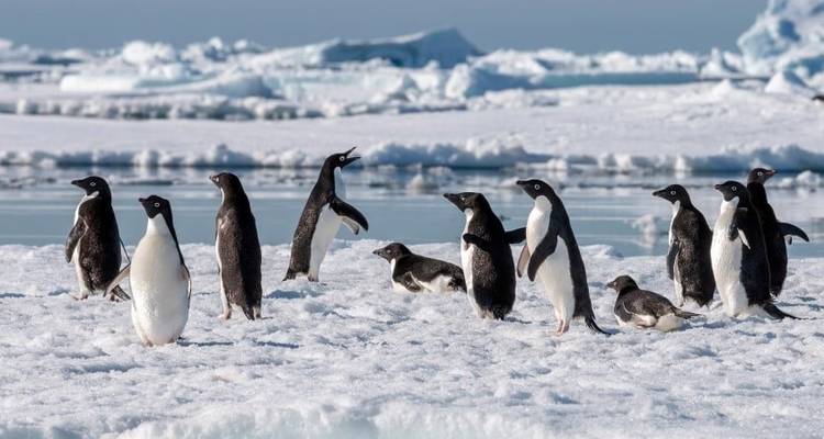 Expédition approfondie dans l'Antarctique, les Malouines et la Géorgie du Sud (2025) - Hurtigruten 3
