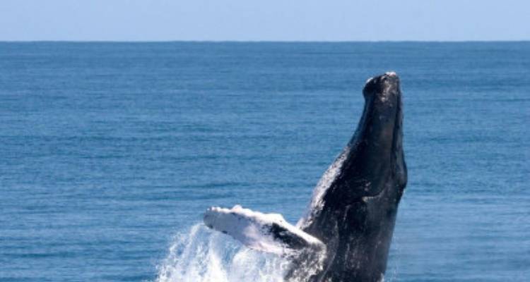 Experience all Facets of the Dominican Republic - avenTOURa 10
