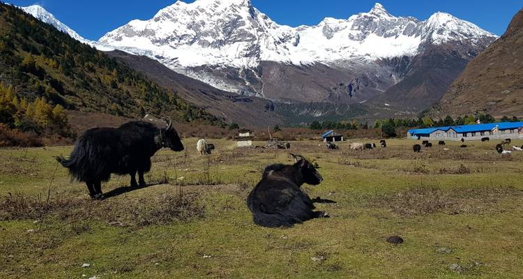 Manaslu Circuit Trek - 11 Days - Glorious Himalaya Trekking Pvt. Ltd. 4
