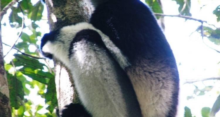 Oriente tropical - Authentic Madagascar Tours 2