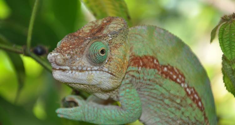 Oriente tropical - Authentic Madagascar Tours 9