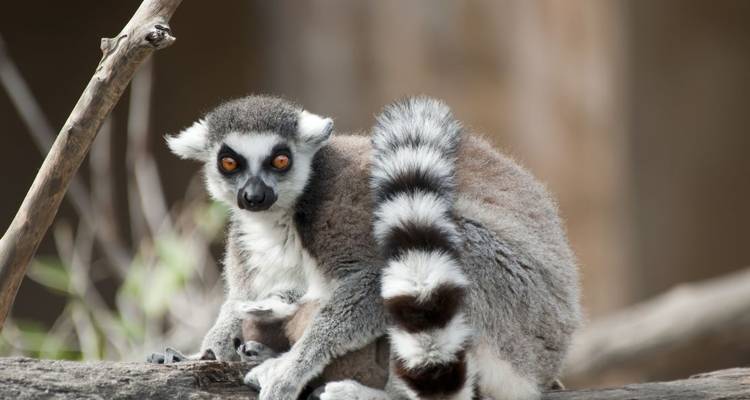 Circuit solidaire, durable et responsable - Authentic Madagascar Tours 8