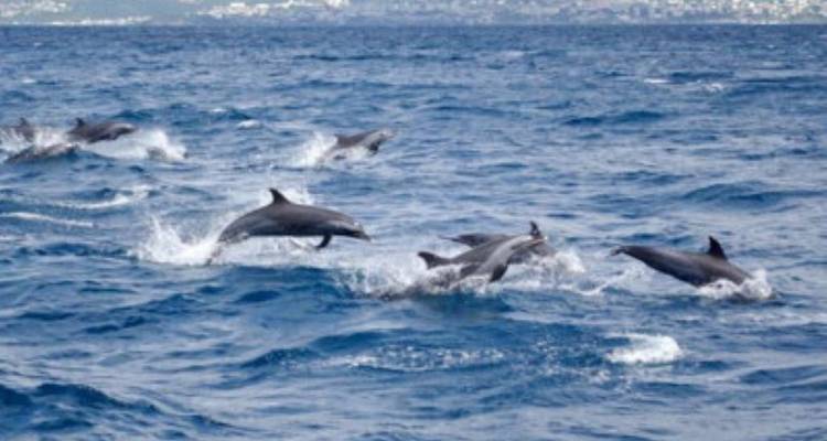 Martinique Découverte Active - avenTOURa 7