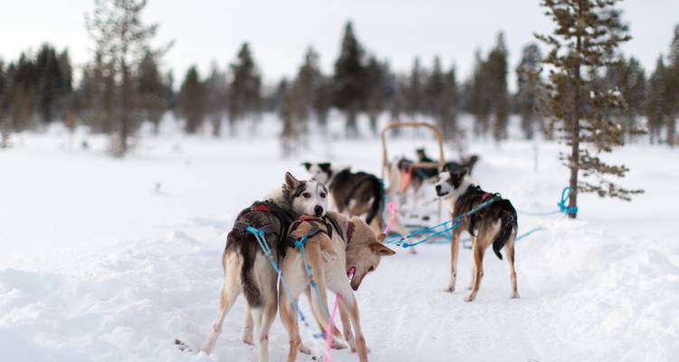 Yukon Winter Adventure With Aurora, Snowmobiling, Dog Sledding & More from Vancouver - Landsby 1