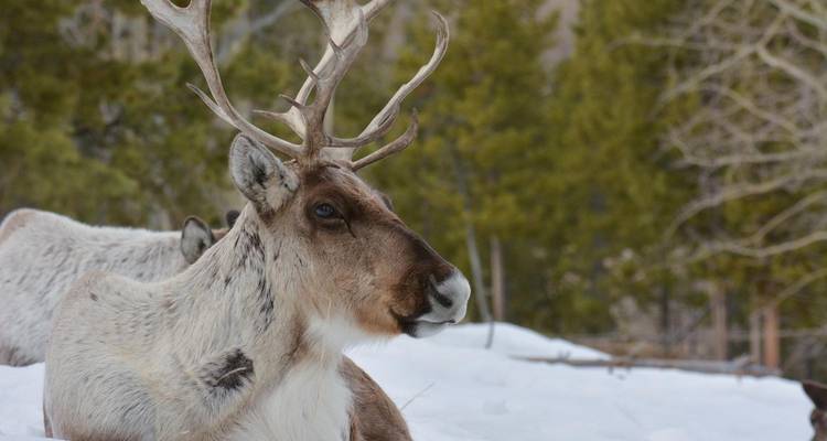 Yukon Winter Adventure With Aurora, Snowmobiling, Dog Sledding & More from Vancouver - Landsby 8