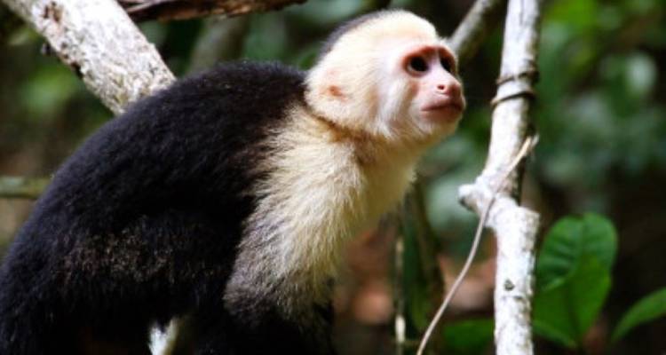 Costa Rica active - avenTOURa 7