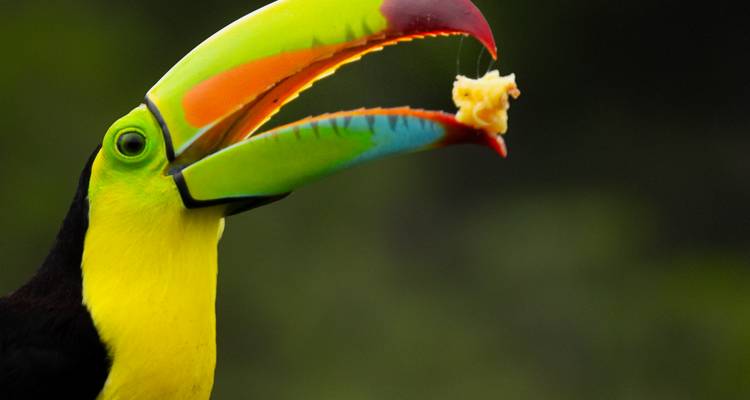 Primer plano de un tucán pico iris vibrante atrapando fruta en el aire.