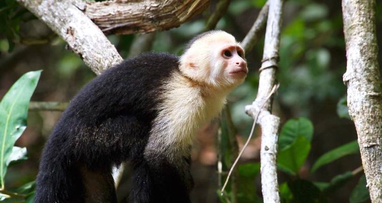 Mono capuchino de cara blanca posado en una rama en densa selva tropical.