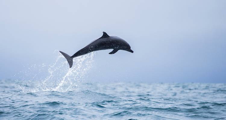 Delfín saltando alto fuera del océano con estelas de salpicaduras contra un horizonte brumoso.