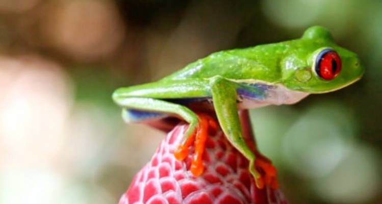 Costa Rica Wanderreise - avenTOURa 8