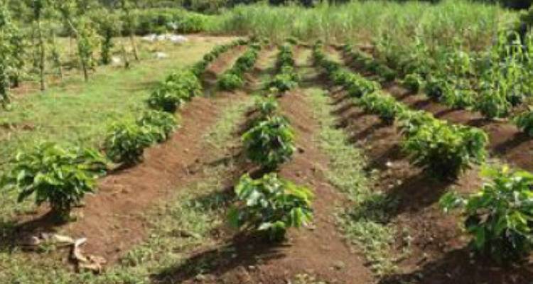 Costa Rica con traslado en autobús: diversión tropical en familia - avenTOURa 4