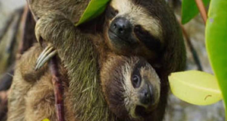 Costa Rica con traslado en autobús: diversión tropical en familia - avenTOURa 7