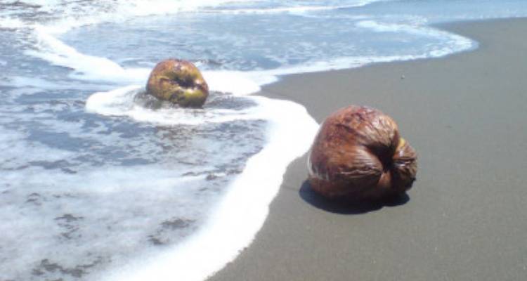 Costa Rica Aprende español en el Pacífico - avenTOURa 3