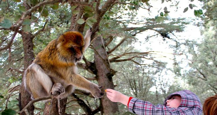 Kind dat de hand uitstrekt om een Barbarijse makaak te voeren die op een boomtak zit in een dicht cederbos.