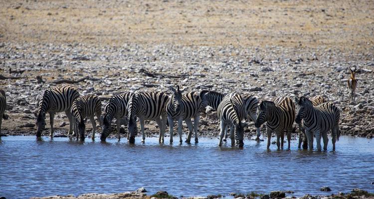 Maasai et migration - Absolute Africa 7