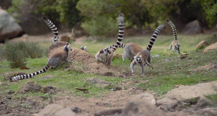 Madagascar, l'île des contrastes - Authentic Madagascar Tours 4