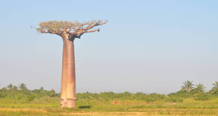 The Land of Baobabs - Authentic Madagascar Tours 1