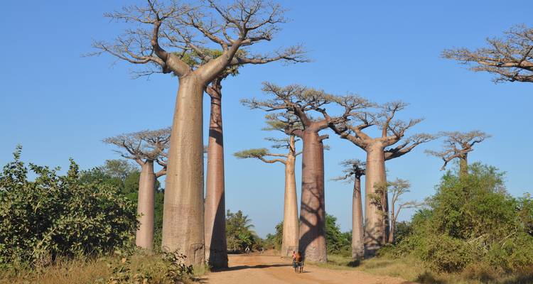 The Land of Baobabs - Authentic Madagascar Tours 4