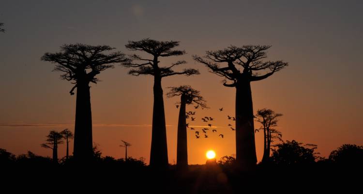 The Land of Baobabs - Authentic Madagascar Tours 6