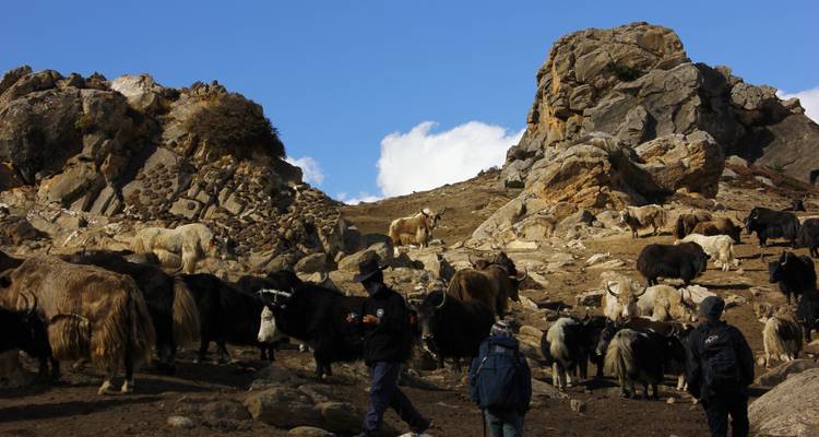 Trek de la vallée de Nar Phu - 12 jours - Glorious Himalaya Trekking Pvt. Ltd. 4