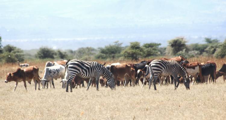 Circuito cultural de 5 días - Aldea de Mukuru - PN Arusha - PN Tarangire y Cráter del Ngorongoro - Wonders of Creation Tours and Safaris 2