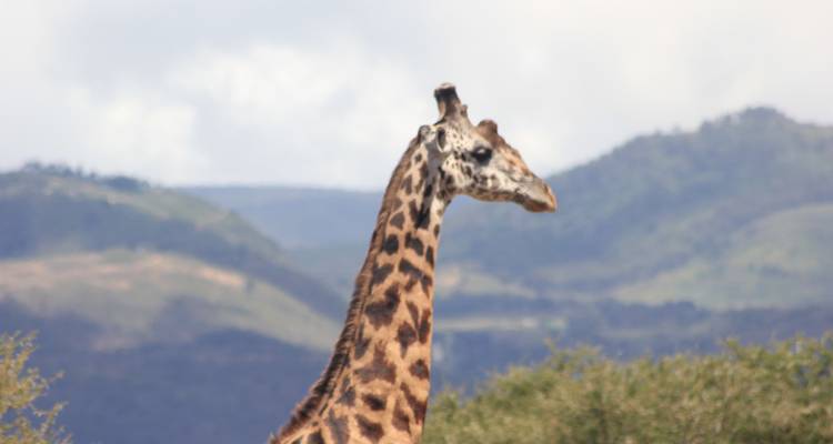 Circuito cultural de 5 días - Aldea de Mukuru - PN Arusha - PN Tarangire y Cráter del Ngorongoro - Wonders of Creation Tours and Safaris 4