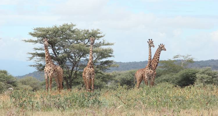 5 jours de visite culturelle - Village de Mukuru - Parc National du Tarangire - Parc National du Manyara et Cratère du Ngorongoro - Wonders of Creation Tours and Safaris 4