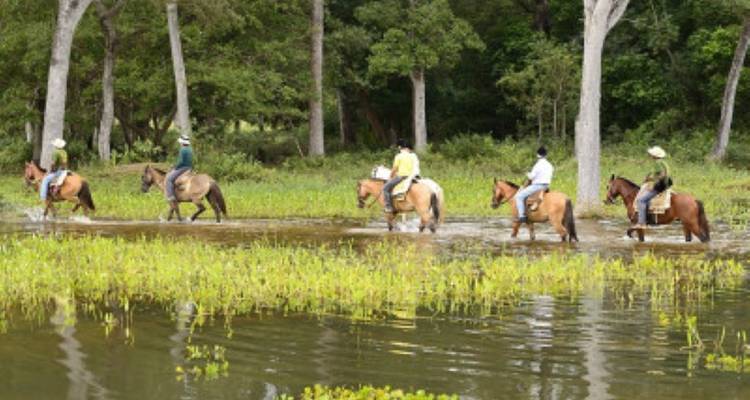 Observación de animales en el Pantanal - avenTOURa 7