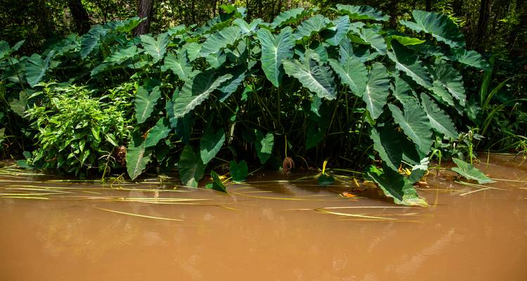 Observación de animales en el Pantanal - avenTOURa 3
