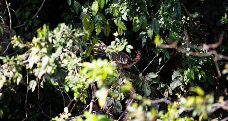 Observación de animales en el Pantanal - avenTOURa 6
