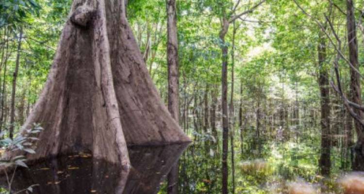 Aventure dans la forêt amazonienne - avenTOURa 7