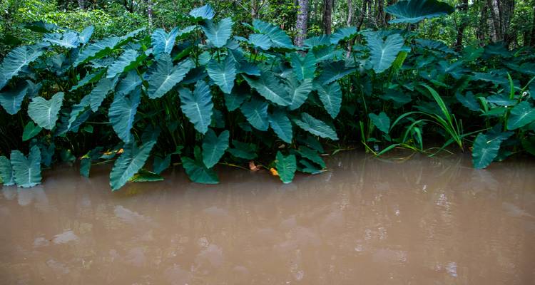 Aventure dans la forêt amazonienne - avenTOURa 1