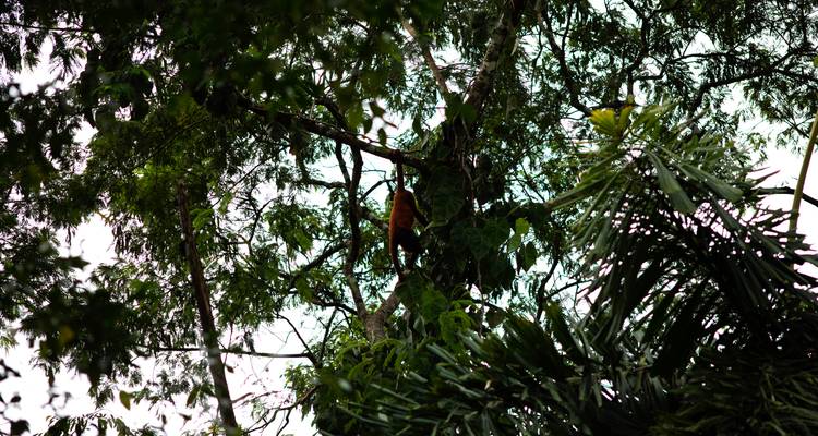 Aventure dans la forêt amazonienne - avenTOURa 3